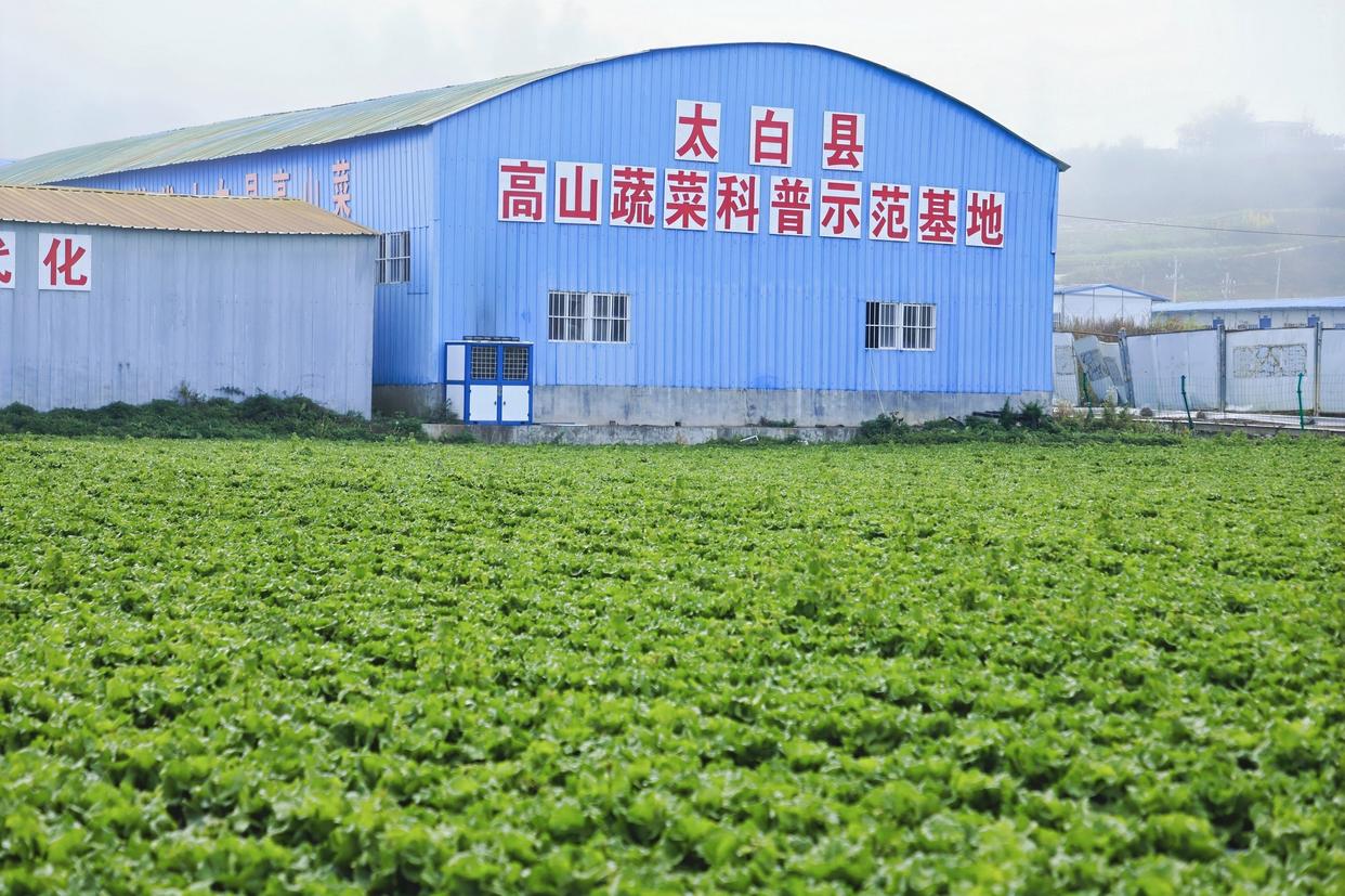 “智”種高山菜，直供大灣區——太白基地帶動300餘戶增收