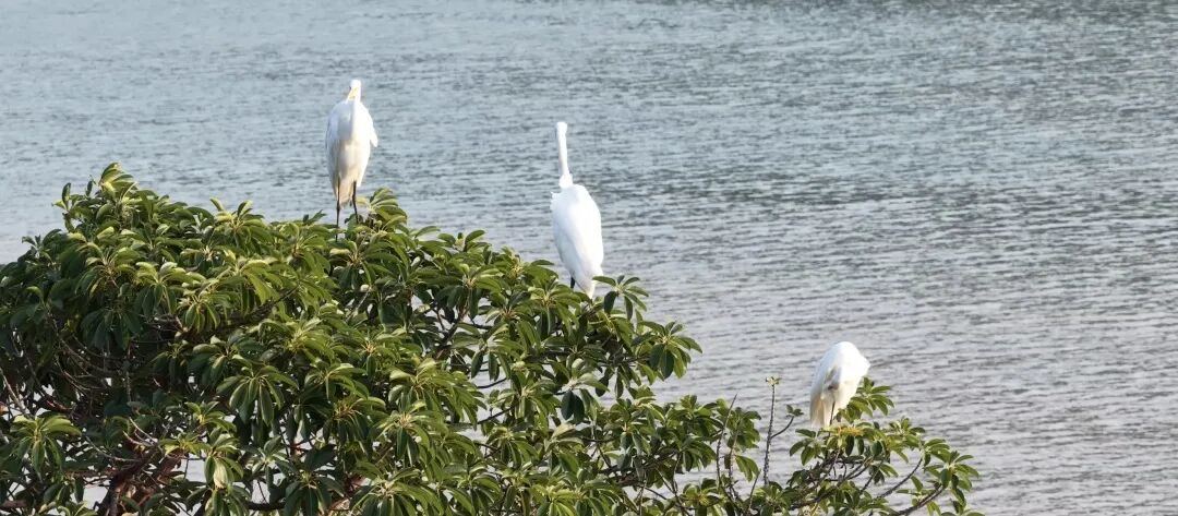 萬鳥翱翔，50餘種候鳥“打卡”洞頭 海島迎來最佳觀鳥季