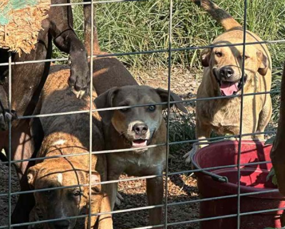 印州女子涉嫌假借救援犬隻騙取捐款 錄音承認勒死一隻狗