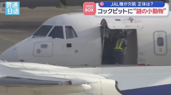 日本客機起飛前發現不明動物 維修人員地毯下捕獲40釐米錦蛇