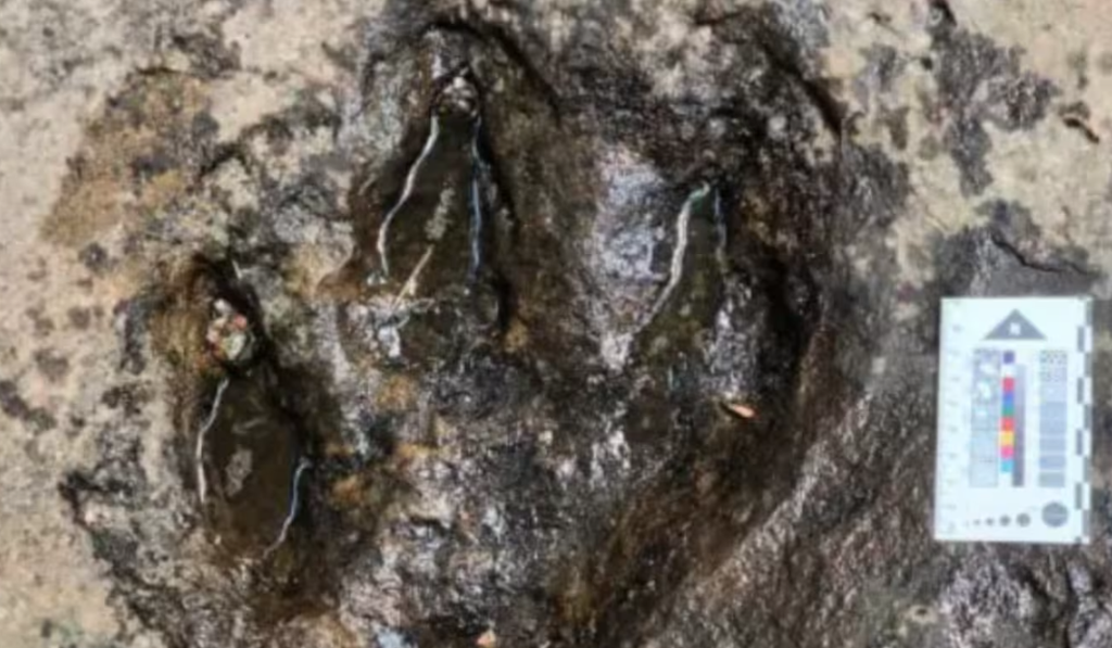 泰国发现1.2亿年前兽脚类恐龙足迹 为当地首现