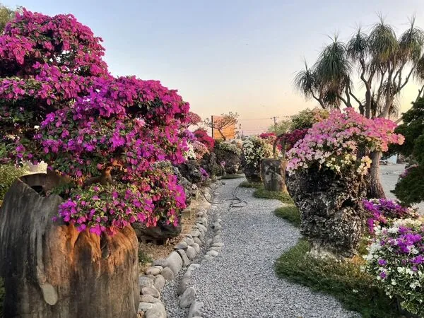 臺南藏九花園迎來九重葛盛花期 數百米花牆成賞花亮點