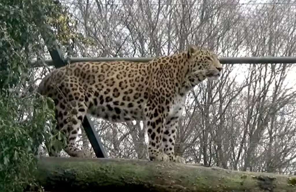 荷蘭野生動物園女飼養員遭兩頭波斯豹襲擊 數日後傷重不治