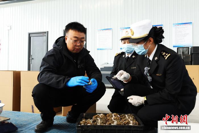 寧夏鮮活大閘蟹首次出口馬來西亞 鹽鹼水產闖開東南亞市場